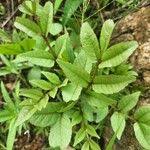 Image result for Zanthoxylum usambarense