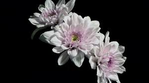 Wedding cards with floral decorative borders. Wallpaper White Petals Flowers Black Background 2560x1600 Hd Picture Image