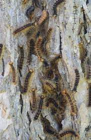 They crawl up trees and out on the limbs and start eating tree leaves. Gypsy Moth Don T Panic Be Vigilant Get Organized Purdue Landscape Report