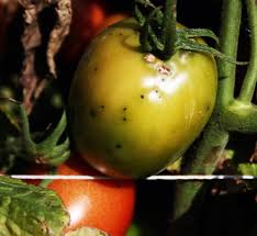 Image result for tomato seedling pseudomonas syringae pv tomato symptoms
