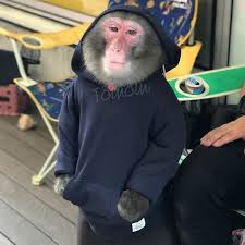 Choose from a curated selection of 1920x1080 wallpapers for your mobile and desktop screens. Funny Monkey On Twitter 500mg Of Monkies Into My Bloodstream