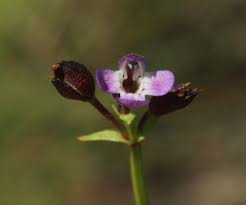 Image result for Vandellia subracemosa