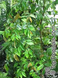 Image result for Salacia kraussii
