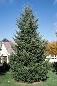 Check spelling or type a new query. A Whole Essential Things About Douglas Fir Tree Getrather Com