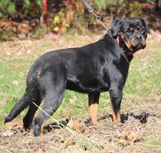 We did not find results for: Pin On Rottweiler Puppies For Sale