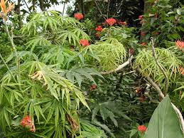 Image result for Jatropha multifida