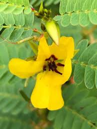 Image result for Chamaecrista