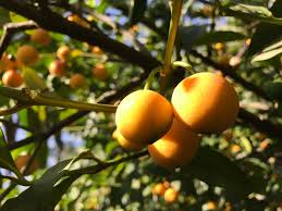 Deciduous, citrus, avocado, nuts, grapes, berries, and more. Mad For Madronos I Love Daleys Fruit Tree Nursery Facebook
