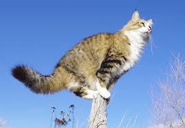 Just 1 in every 3,000 calico cats is male. My Cat Just Had A Male Calico Kitten How Rare Are They And How Much Are They Worth Quora