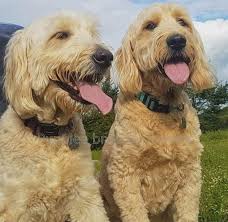 We have found the doodle breed to be nothing other than. Goldendoodle Breeders France Elevage Goldendoodles Puppies For Sale