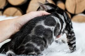 Meet junior, he's a 2 month old neutered kitten who just loves to play! Silver Bengal Cats Kittens For Sale Wild Sweet Bengals