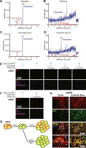 Ert2 (ерт2, ерт 2, ert 2) — hellenic broadcasting corporation television station «εrτ». Residual Tamoxifen Extends Nuclear Translocation Of Cre Ert2 A To D Download Scientific Diagram
