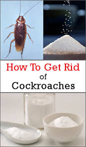 Diy Bait Balls For Getting Rid Of Cockroaches More Help In 2020 Cockroaches Natural Insecticide Clean Kitchen Cabinets