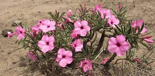 Image result for Adenium swazicum