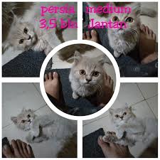 Kucing persia terlihat sangat mirip dengan boneka karena ciri khas. Open Addopt Persia Medium Jantan 3 5 Bulan More Info For Adopt Whatsapp 6287883566106 6289664564955 Ig Awcathouse Fb A Iran Kedisi Kedi
