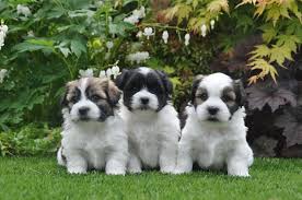 Maybe you would like to learn more about one of these? De Boomer Welpenausholland De