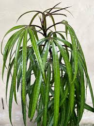 Image result for Plerandra