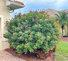 Image result for Jatropha campestris