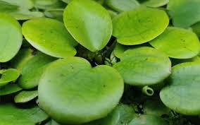 As the plant sits amongst aquarium surface plants group, its ability to form thick, floating mats on the surface of the water have been known to kill fish by depleting their oxygen levels. 16 Best Floating Aquarium Plants With Pictures Aquariumnexus