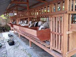 Kandang kambing modern dapat dibuat hanya dengan ukuran 3×1,5 meter. Awistaros Blog Eksotisme Kandang Kambing Portable