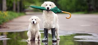 5 Spring Safety Tips Brought to You By Adorable Animals – Disaster Tips