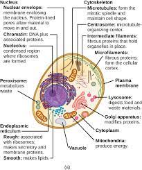 Air vacuoles use to store gases, provide machanical protection and protection from harmful. 3 3 Eukaryotic Cells Concepts Of Biology 1st Canadian Edition