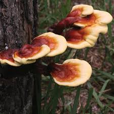 Image result for Ganoderma lucidum