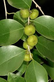 Image result for Heywoodia