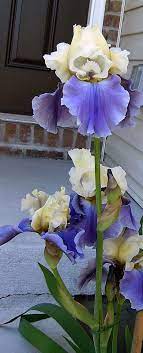Epic World History Qur An Iris Flowers Beautiful Flowers Bearded Iris