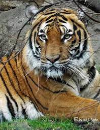 Indochinese Tiger Tiger Pictures Big Cat Tattoo Animals Beautiful