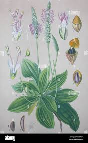 Image result for Plantaginaceae