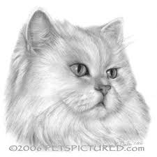 White Persian Cat Graphite Portrait Drawing Cat Various Cat Breeds Cat Breeds Breeds Cat Persian Cat White Persian Cat Drawing Cat Drawing