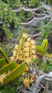 Image result for Tridactyle bicaudata