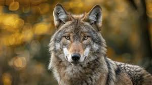 Close Up of a Wild Wolf in the Park, Beautiful Wolf in the Grass, Portrait  of a Wolf Stock Illustration