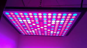 Maybe you would like to learn more about one of these? Top 10 Best Led Grow Light Review Of 2021 Homescopes