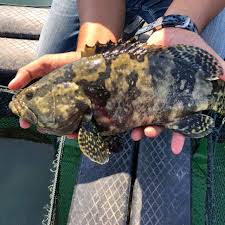 Kerapu adalah genera apa pun dari ikan di subfamili epinephelinae dan keluarga serranidae. Ikan Kerapu Fresh Halal Ikan Kerapu Sangkar Grouper Fish Kerapu Hybrid Diusahakan Oleh Orang Islam Kerapu Dungun Shopee Malaysia