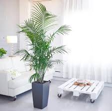 Maybe you would like to learn more about one of these? 17 Types Of Indoor Palm Plants Best Palm Varieties