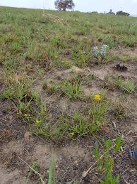 Image result for Cyperus obtusiflorus