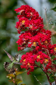 Image result for Lagerstroemia