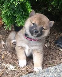 Are you looking to simplify your cleaning product arsenal and save a little money at the same time? 90 Dogs Ideas Dogs Adoption Pet Adoption