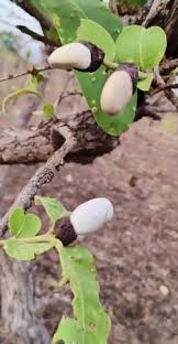 Image result for Anacardium