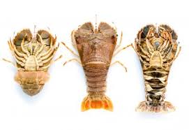 Bugs Australian Fisheries Management Authority