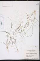 Image result for Sporobolus tenuissimus