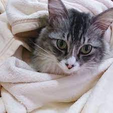 朝から寒かったのか 自ら毛布にくるまる猫 可愛すぎて思わず邪魔したw しかし 上手にくるまる 毛布にくるまる猫 かわいすぎる 触らずにいられない 愛猫 長毛 冬は重宝 animals cats life