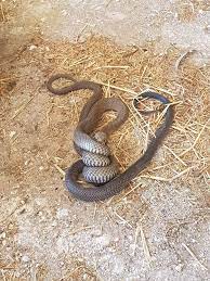 We did not find results for: Snake Eating Another Snake Abc News Australian Broadcasting Corporation