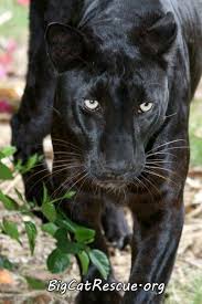 Pin On Tierwelt Schwarzer Panther Black Panther