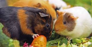 Image result for farmaci svizzeri