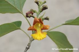 Image result for Gmelina