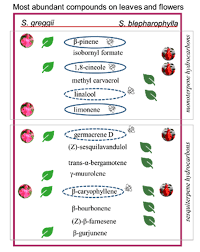 On the lower surface pendulous drooping; Plants Free Full Text Tools To Tie Flower Characteristics Voc Emission Profile And Glandular Trichomes Of Two Mexican Salvia Species To Attract Bees Html