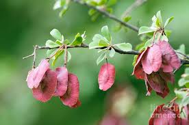 Image result for Combretum sp. A